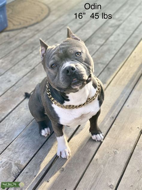 bully stud service for sale